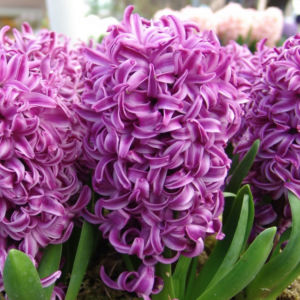 Hyacinth 4 Web