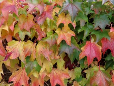 Boston Ivy, Also Japanese Or Grape Ivy, Woodbine Plant In Autumn