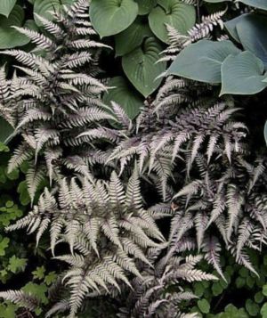 Japanese Painted Fern Silver Resize