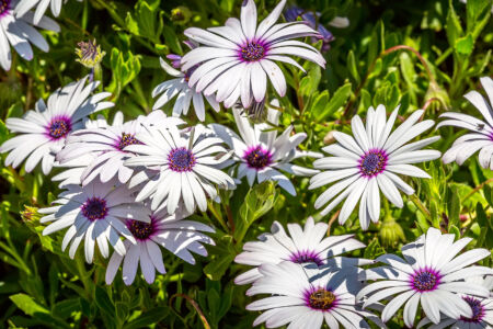 Many Daisy White Flowers, With Dark Purple Center, Osteospermum