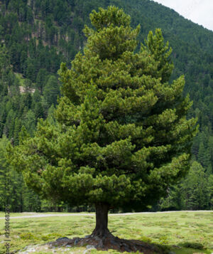 Pinus Cembraweb