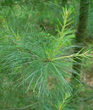 Pinusstrobus1web