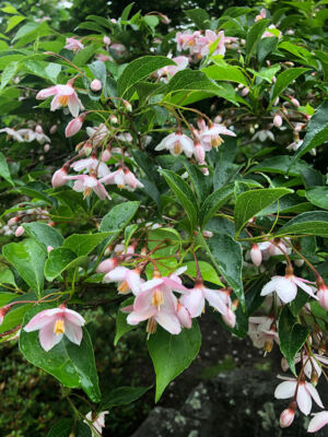 Styrax Japonica Pink Chimes