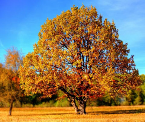 Deciduous Trees | Great Hill Horticulture Foundation